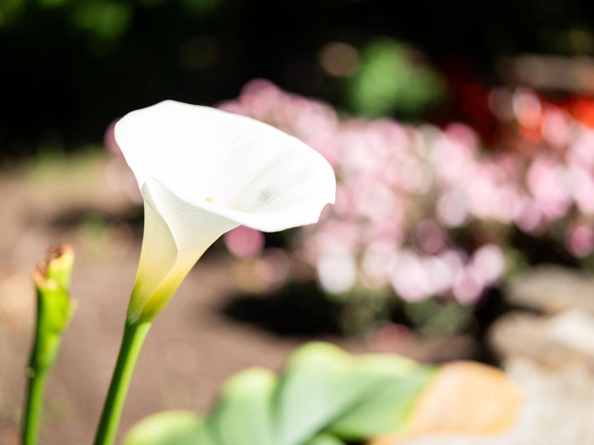 Adara Palmiet Valley Luxurious Boutique Farm Hotel パール エクステリア 写真