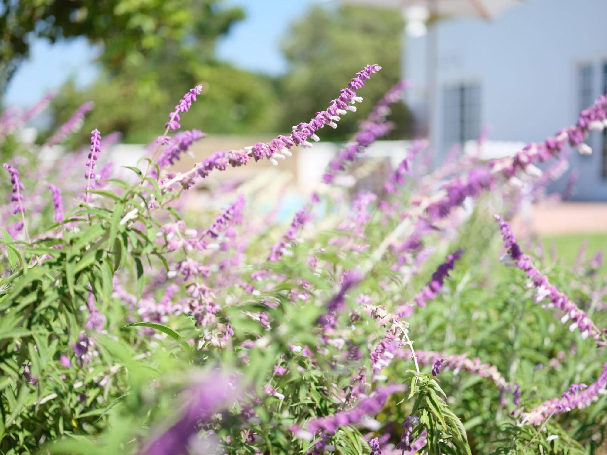 Adara Palmiet Valley Luxurious Boutique Farm Hotel パール エクステリア 写真