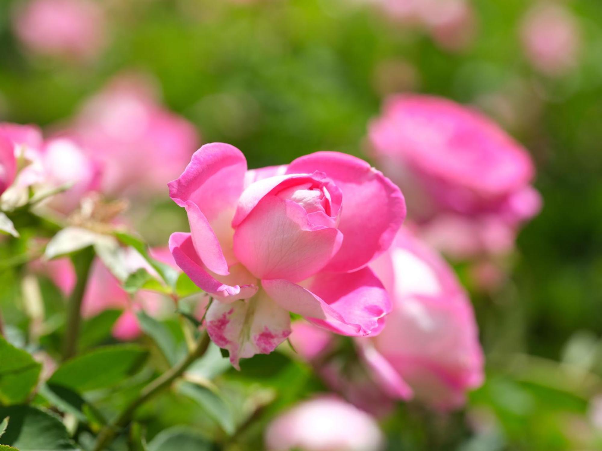 Adara Palmiet Valley Luxurious Boutique Farm Hotel パール エクステリア 写真